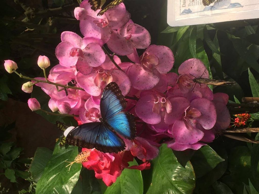 dom motýľov viedeň atrakcia